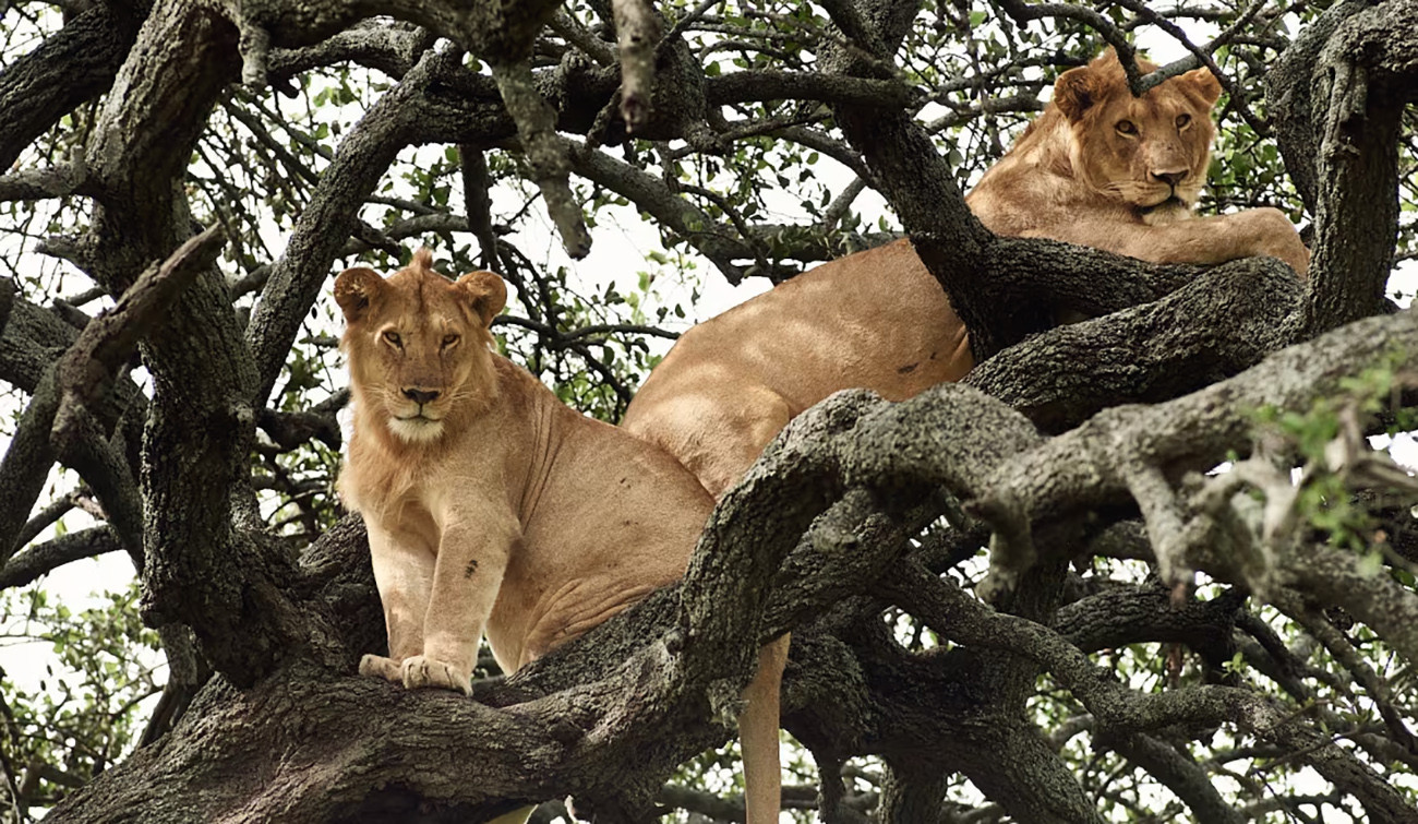 Quênia e Tanzânia e Santuários da África Oriental